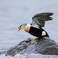 King eider (Somateria spectabilis) and common eider (Somateria mollissima) sea duck males swimming in breeding plumage along Arctic coast